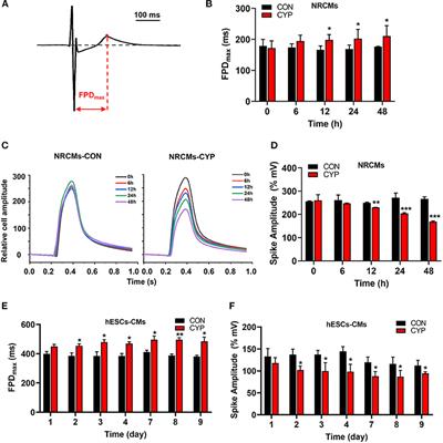 The Role of METTL3-Mediated N6-Methyladenosine (m6A) of JPH2 mRNA in Cyclophosphamide-Induced Cardiotoxicity